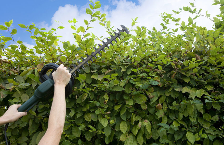 Hecke schneiden